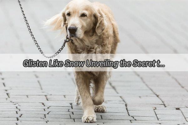 Glisten Like Snow Unveiling the Secret to a White Dogs Radiant Coat